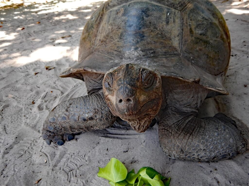 giant tortoise, reptile, animal, sand, beach, nature, wildlife, turtle, seychelles, curieuse island